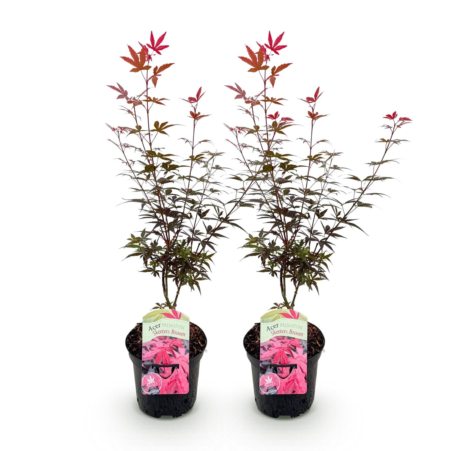 Japanischer Ahorn Skeetsers Broom in Lila, 2 Pflanzen, laubabwerfend, Topf 19cm, Höhe 70cm, Everspring.