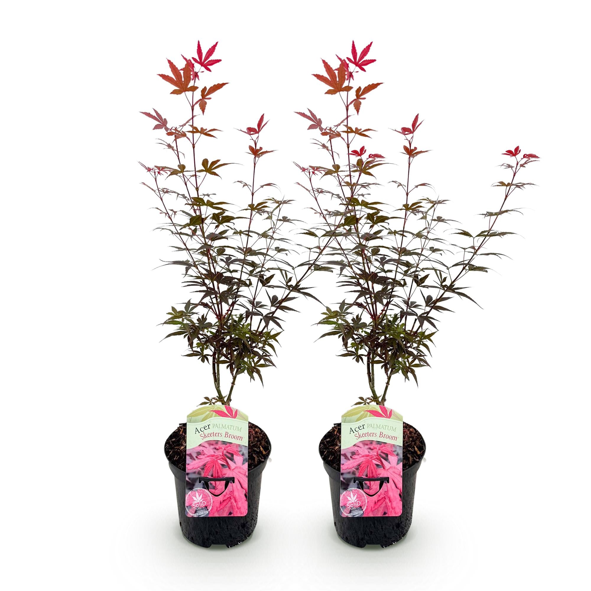 Japanischer Ahorn Skeetsers Broom in Lila, 2 Pflanzen, laubabwerfend, Topf 19cm, Höhe 70cm, Everspring.