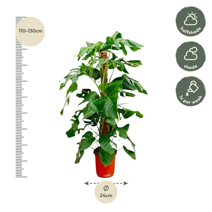 Monstera Pertusum XL 120 cm – Fensterblatt für Innenräume - Wurzelwerk Design