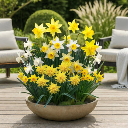 Narzissen Botanical Mix | 20 Stück Gelb &amp; Weiß – Zwiebelgröße 10/12 – XXL Pack - Wurzelwerk Design