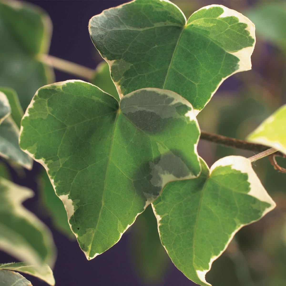 Hedera helix &