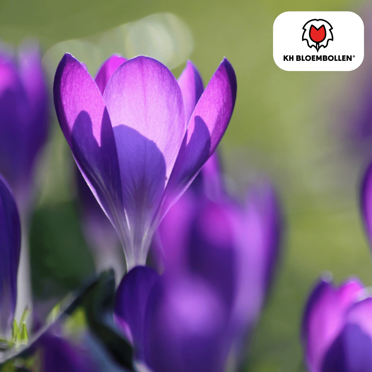 Lila Krokuszwiebeln – 30 Stück | Frühblüher in Violett - Wurzelwerk Design