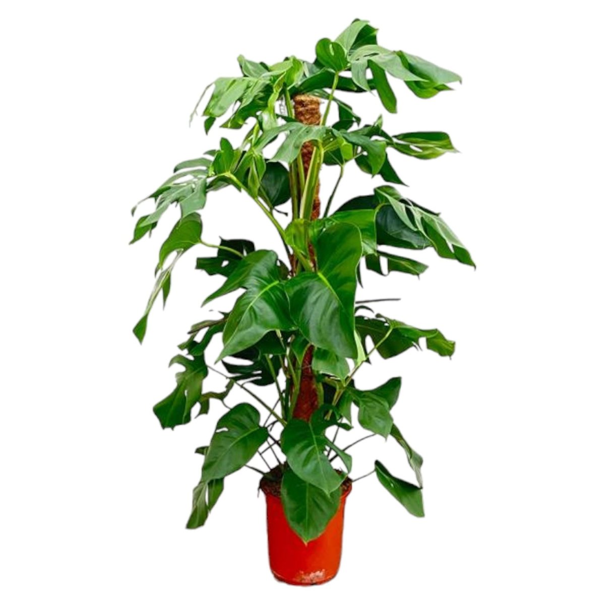 Monstera Pertusum XL 120 cm – Fensterblatt für Innenräume - Wurzelwerk Design