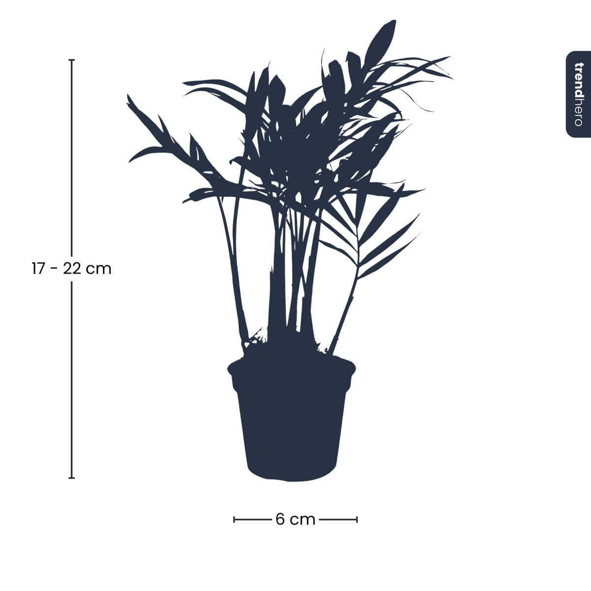 Everspring Bergpalme Chamaedorea elegans &
