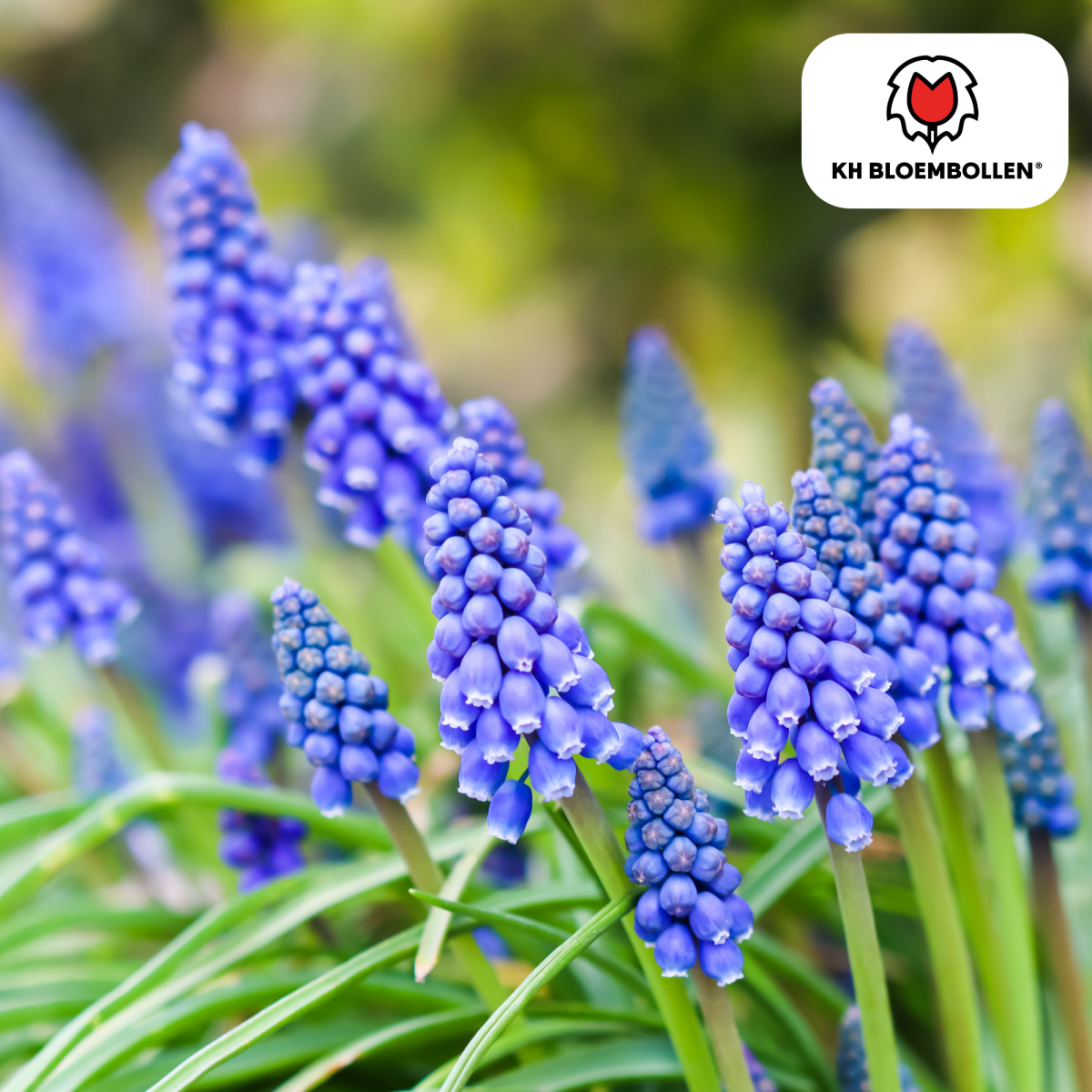 Muscari Blue Moon – 20 Stück | Zarte Traubenhyazinthen - Wurzelwerk Design