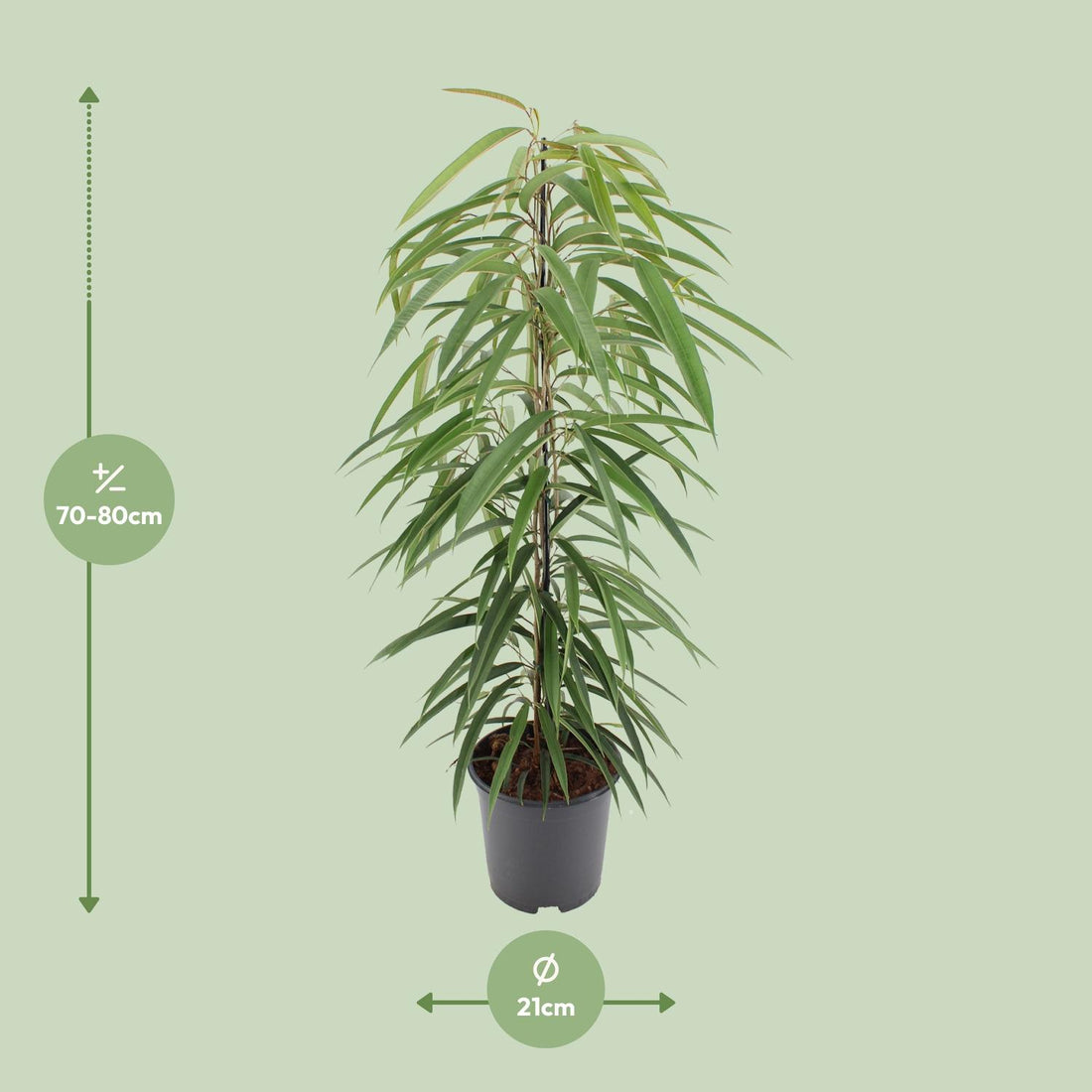 Ficus Binnendijkii Alii - Ø21cm - ↕80cm