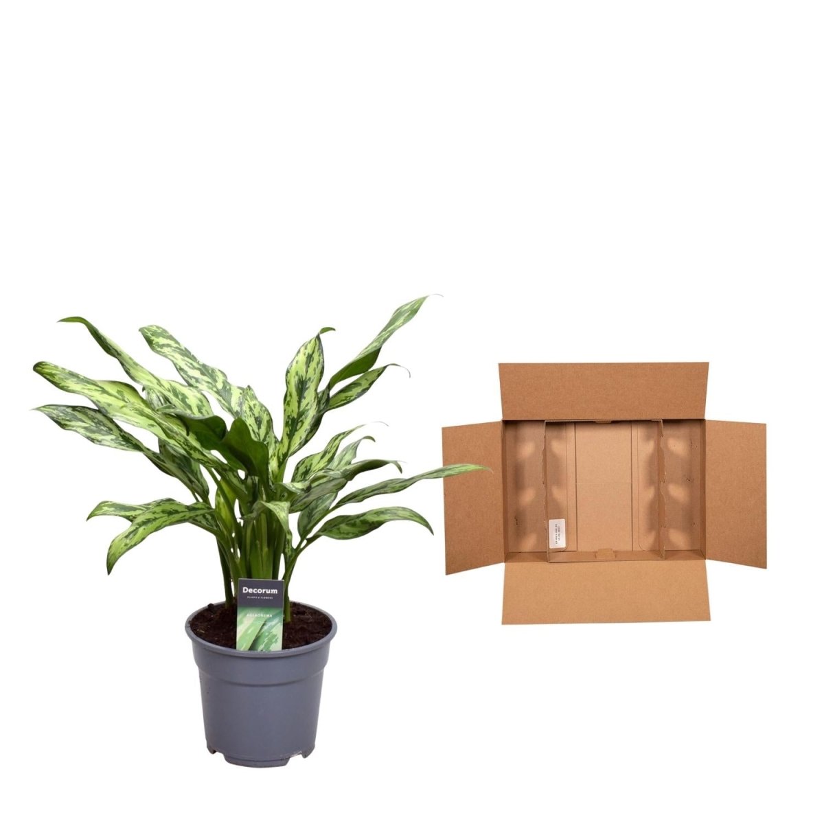 Aglaonema Juliette - 40 cm - Ø 12 cm - Wurzelwerk Design