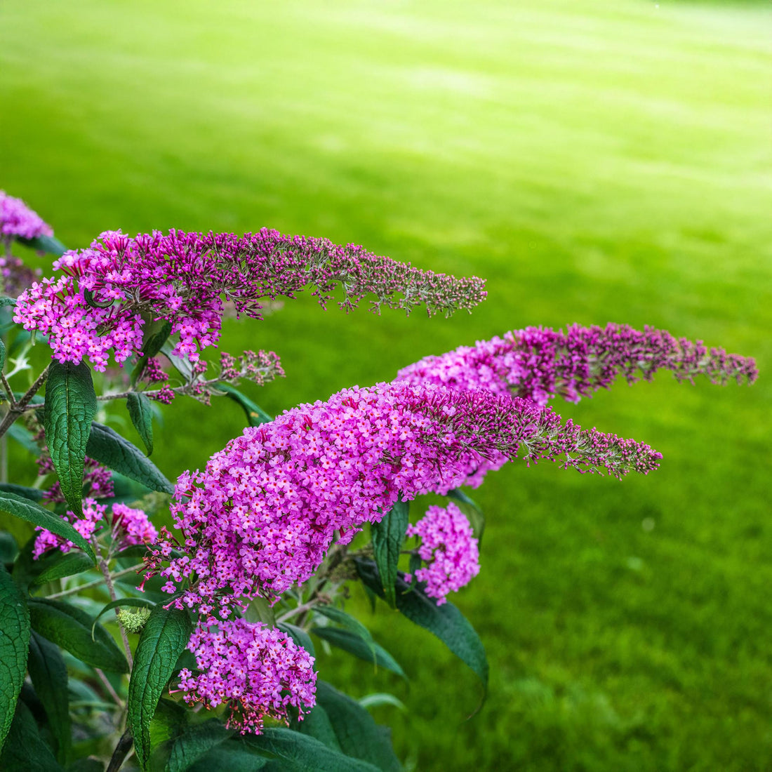 Schmetterlingsstrauch - Buddleja davidii Pink Delight - Blüte Rosa - 1 Pflanze - Laubabwerfend - Schmetterlingsanziehend - Topf 17cm Höhe 25cm