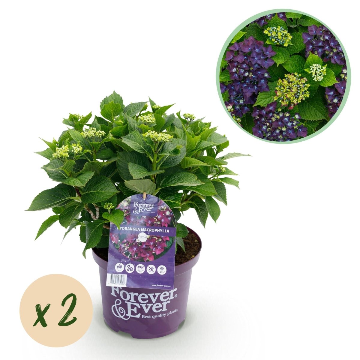 Balkon - Hortensie Forever &amp; Ever Lila – 2 Pflanzen – 7–12 Blüten – Ø23 cm Topf – Höhe ca. 55 cm - Wurzelwerk Design