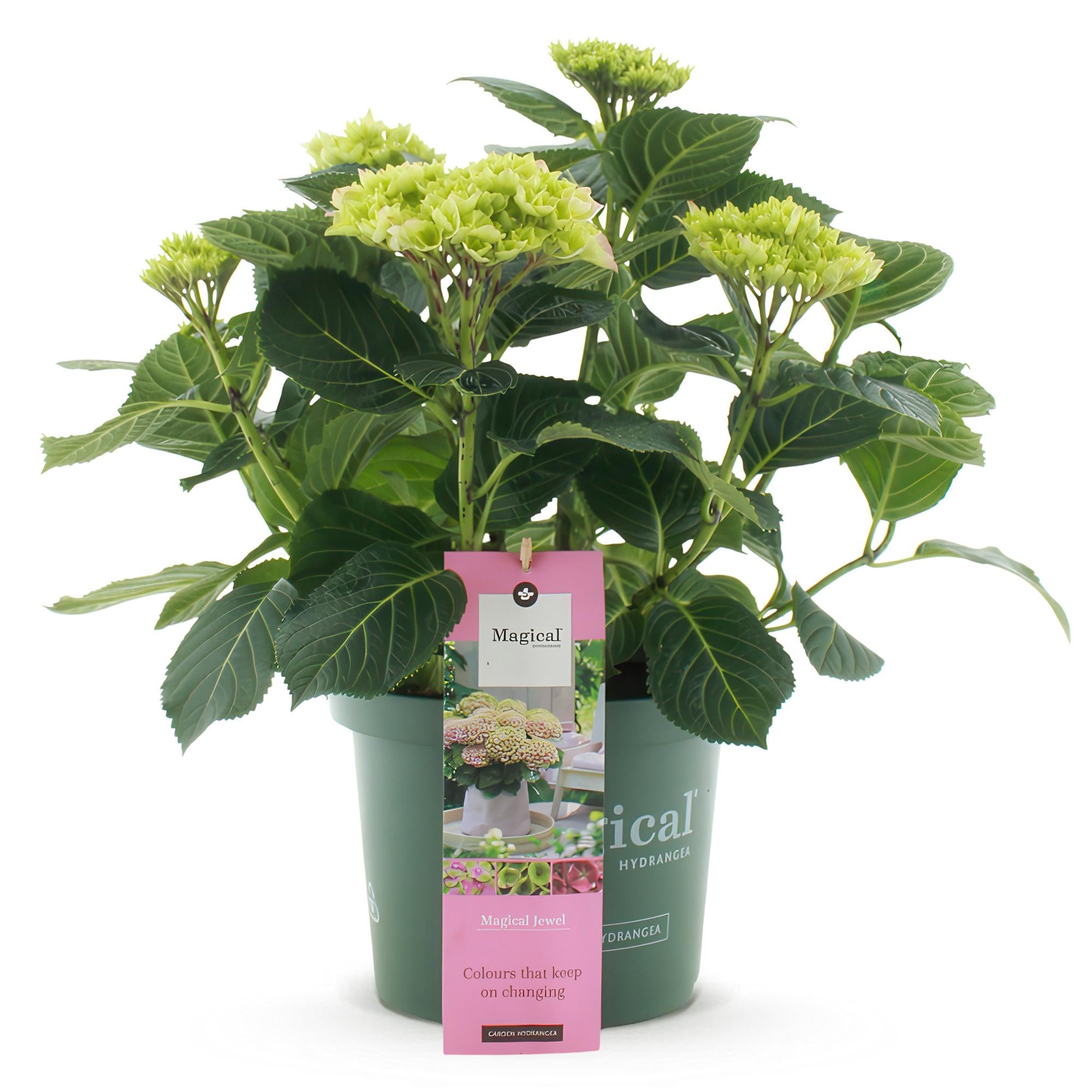 Everspring Hortensie Magical Jewel Pink, rosa Hydrangea mit 6-10 Blüten, Topf 23cm, Höhe 55cm, frisch und blühend.