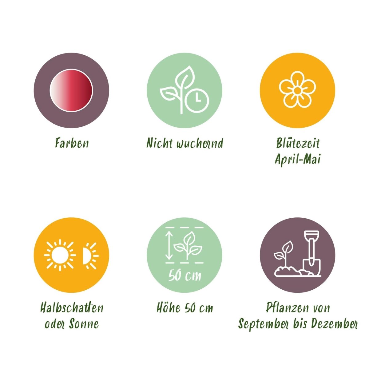 Blumenzwiebeln Tulpe Hemisphere Mischung | 12 Stück Bunte Farben – Zwiebelgröße 11/12 – XXL Pack - Wurzelwerk Design