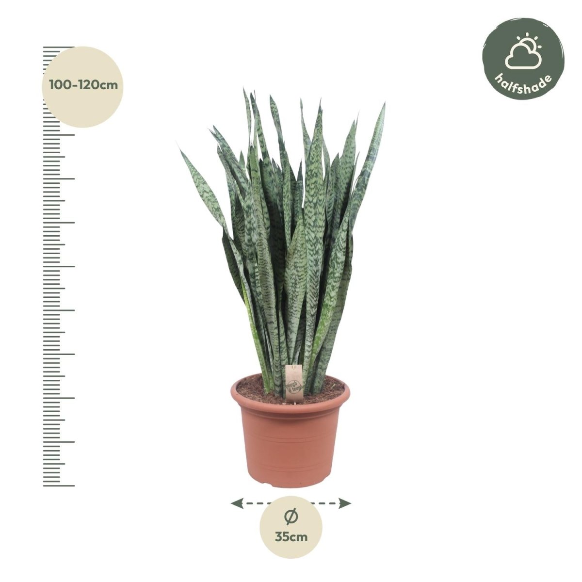 Sansevieria Zeylanica 110 cm – XL Schwiegermutterzunge - Wurzelwerk Design