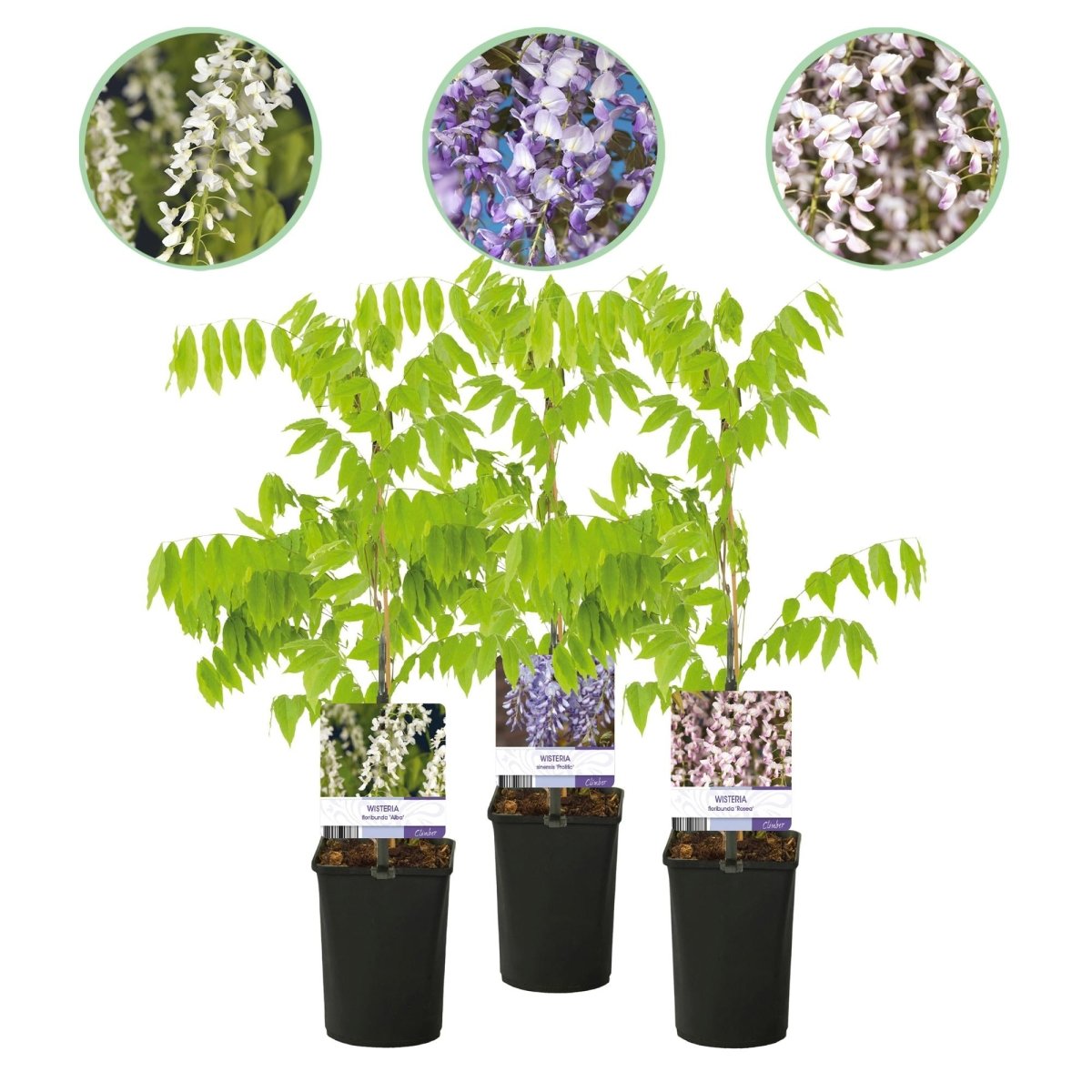 Blauregen Wisteria floribunda Tricolour | 3 Pflanzen Blau, Rosa &amp; Weiß – Kletterpflanze - Wurzelwerk Design