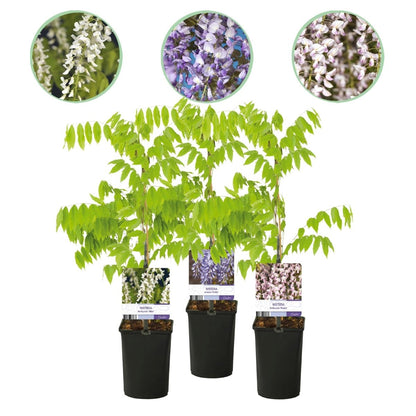 Blauregen Wisteria floribunda Tricolour | 3 Pflanzen Blau, Rosa &amp; Weiß – Kletterpflanze - Wurzelwerk Design