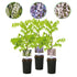 Blauregen Wisteria floribunda Tricolour | 3 Pflanzen Blau, Rosa & Weiß – Kletterpflanze - Wurzelwerk Design