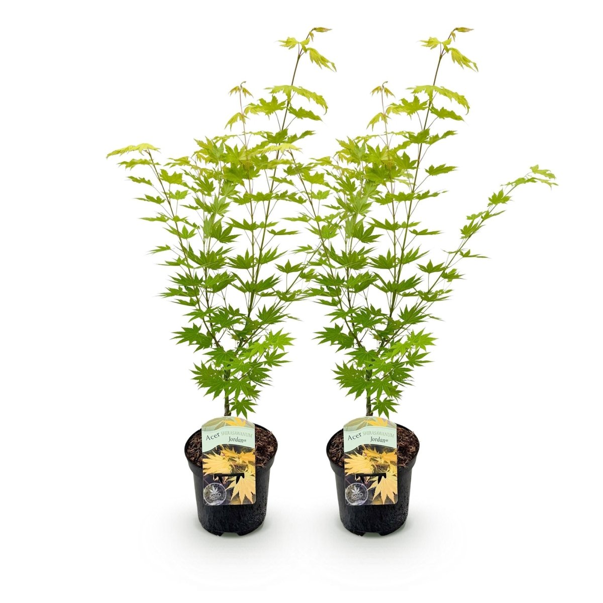 Japanischer Ahorn - Acer palmatum Jordan - Gelb - 2 Pflanzen - Laubabwerfend - Topf 19cm Höhe 70cm - Wurzelwerk Design
