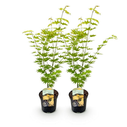 Japanischer Ahorn - Acer palmatum Jordan - Gelb - 2 Pflanzen - Laubabwerfend - Topf 19cm Höhe 70cm - Wurzelwerk Design