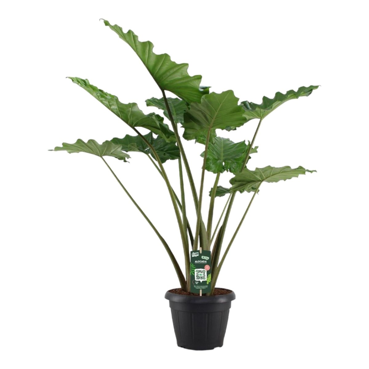 Alocasia Portodora 140 cm – Exotische XL - Zimmerpflanze - Wurzelwerk Design