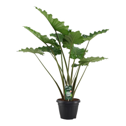 Alocasia Portodora 140 cm – Exotische XL - Zimmerpflanze - Wurzelwerk Design