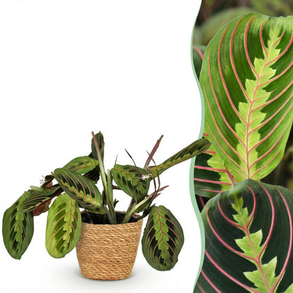 Maranta Tricolour kaufen | Gebetspflanze – Topf Ø 12 cm, Höhe 25 cm - Wurzelwerk Design