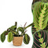 Maranta Tricolour kaufen | Gebetspflanze – Topf Ø 12 cm, Höhe 25 cm - Wurzelwerk Design