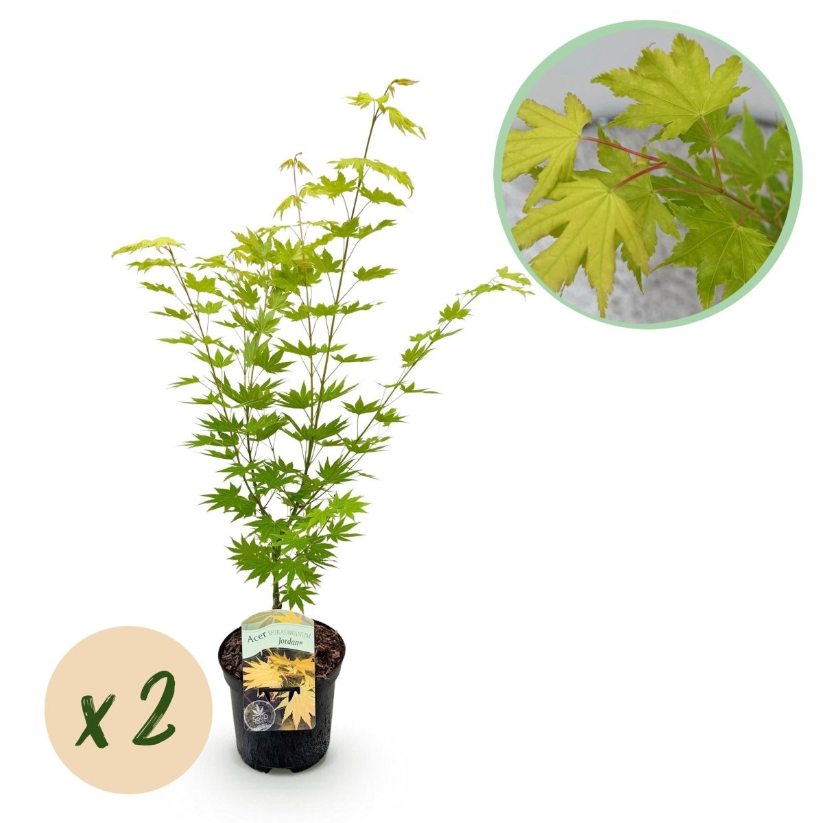 Japanischer Ahorn - Acer palmatum Jordan - Gelb - 2 Pflanzen - Laubabwerfend - Topf 19cm Höhe 70cm - Wurzelwerk Design