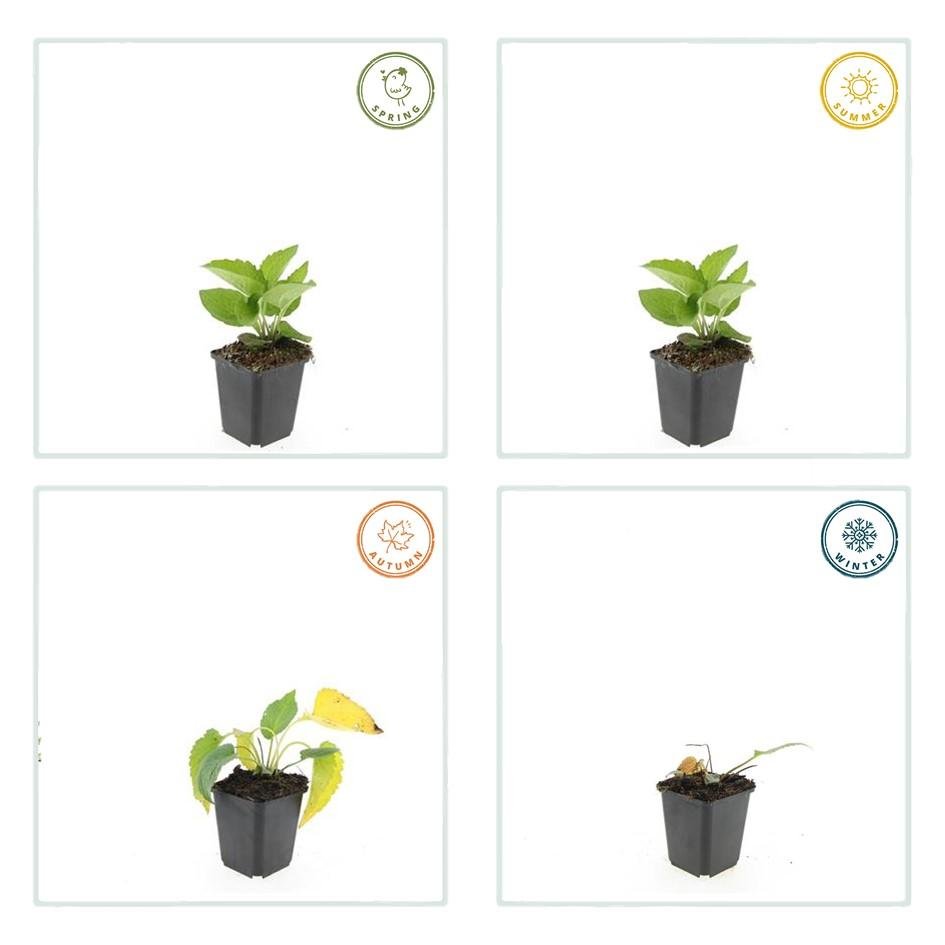 Rudbeckia fulgida ‘Goldsturm’ – 24 Pflanzen Ø 9 cm Höhe 10–25 cm – Winterharte Sonnenhut - Staude für sonnige Beete - Wurzelwerk Design