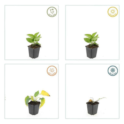 Rudbeckia fulgida ‘Goldsturm’ – 24 Pflanzen Ø 9 cm Höhe 10–25 cm – Winterharte Sonnenhut - Staude für sonnige Beete - Wurzelwerk Design