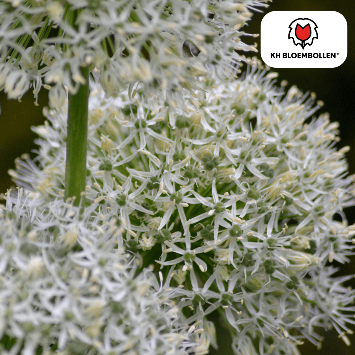 Allium White Giant – 5 Stück | Weißer Zierlauch in XL - Wurzelwerk Design