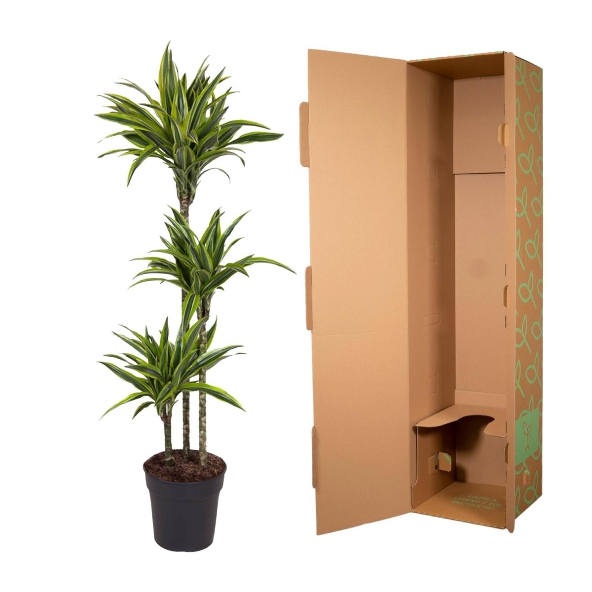 Dracaena Lemon Lime 130 - 150 cm – Pflegeleicht &amp; luftreinigend - Wurzelwerk Design