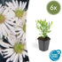 Everspring Herbstaster Aster ageratoides &
