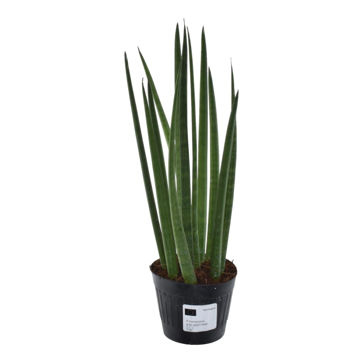 Sansevieria cylindrica ‘Bacularis’ – Mikado Pflanze 38 cm - Wurzelwerk Design