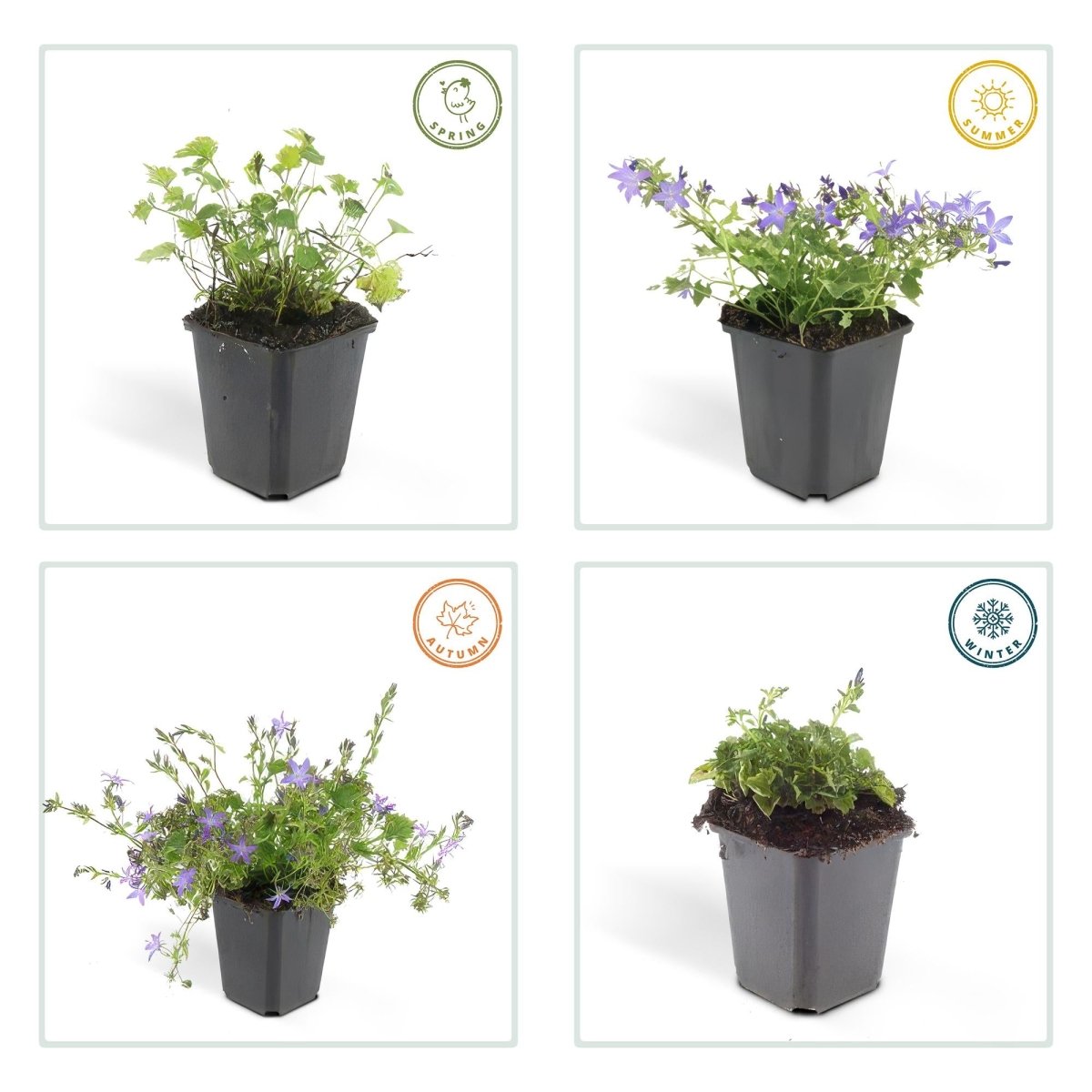 24x Campanula poscharskyana ‘Stella’ – Hängepolster - Glockenblume für Beete, Mauern &amp; Balkon – Höhe 10–25 cm – Ø 9 cm - Wurzelwerk Design