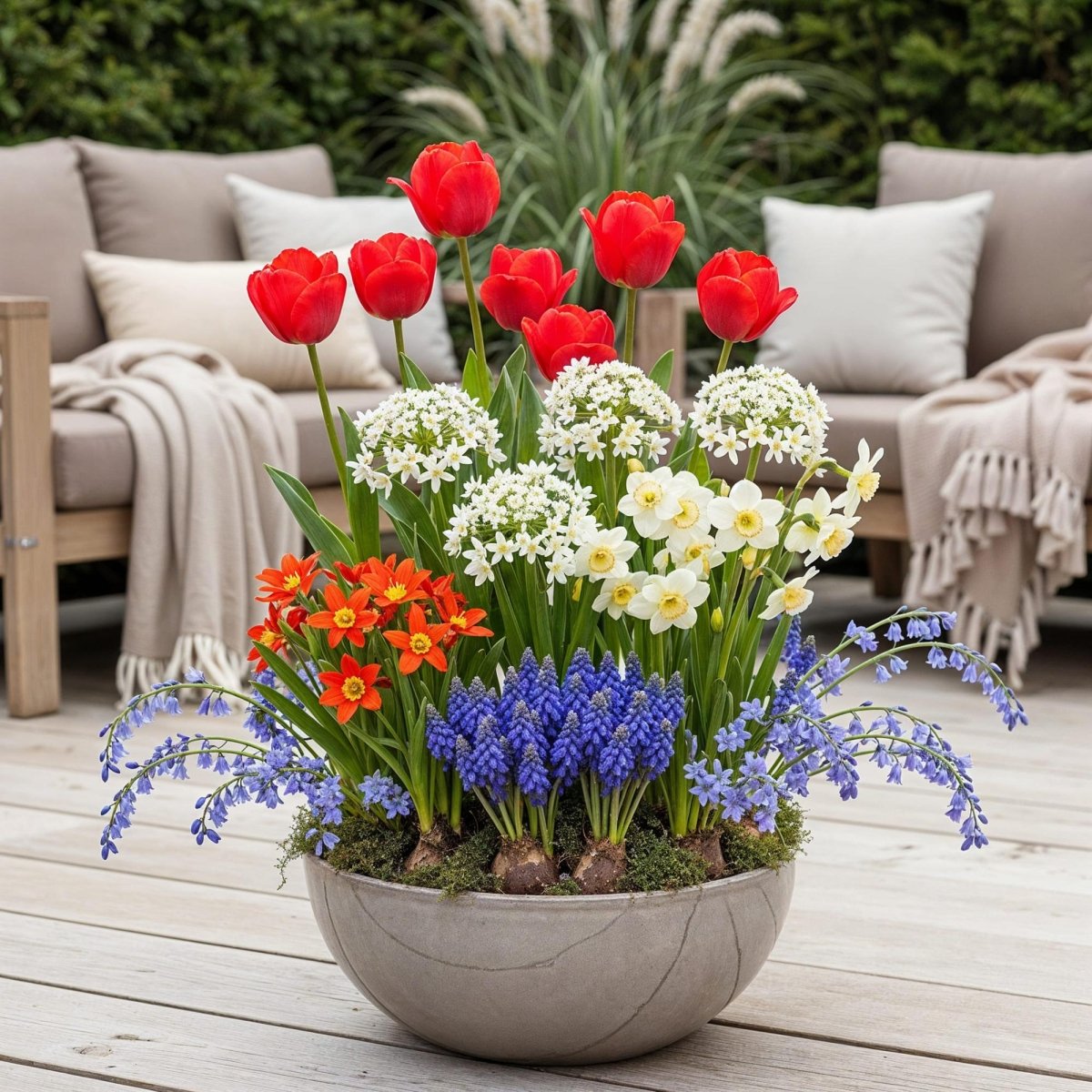 Blumenzwiebeln Bulbs From Holland | 125 Stück Farbenmix – Geschenkverpackung - Wurzelwerk Design