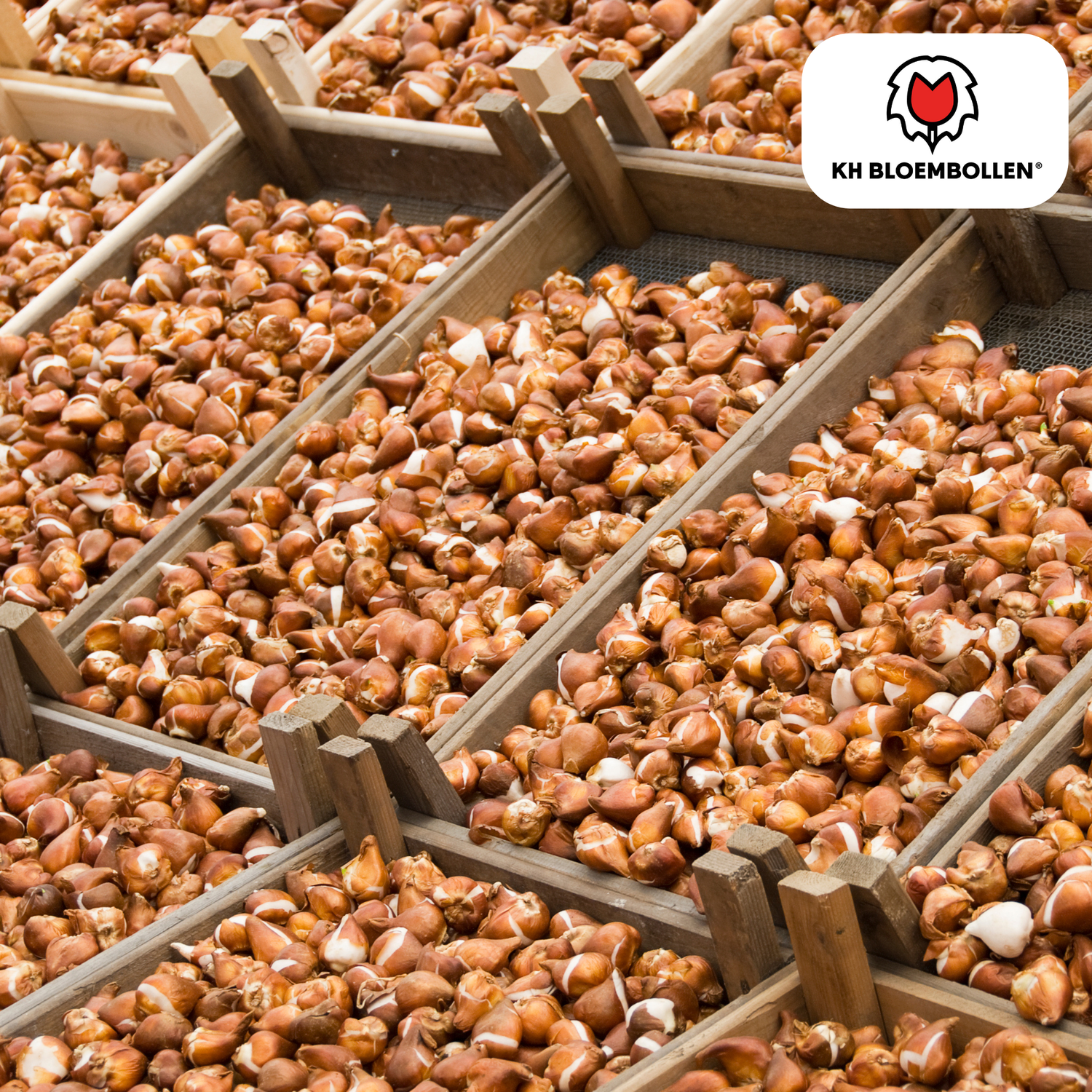 Tulpenzwiebeln Ile de France – 20er-Pack | Kräftig Rot &amp; Elegant