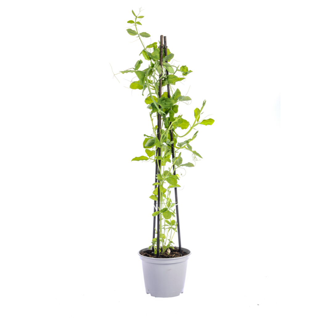 4er-Mix Kletterpflanzen | Rhodochiton, Cobea, Lathyrus &amp; Ipomoea – Ø13 cm – 60 cm