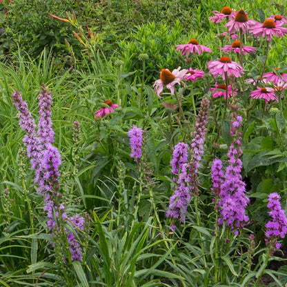 Stauden - Paket - Bienen - und Schmetterlingsanziehend - 24 Stauden - Für 3 m² - Verschiedene Farben - Pflegeleicht - Topf 11 cm - Wurzelwerk Design