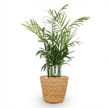 Goldpalme kaufen | Chamaedorea elegans – haustierfreundlich, Topf Ø 12 cm - Wurzelwerk Design