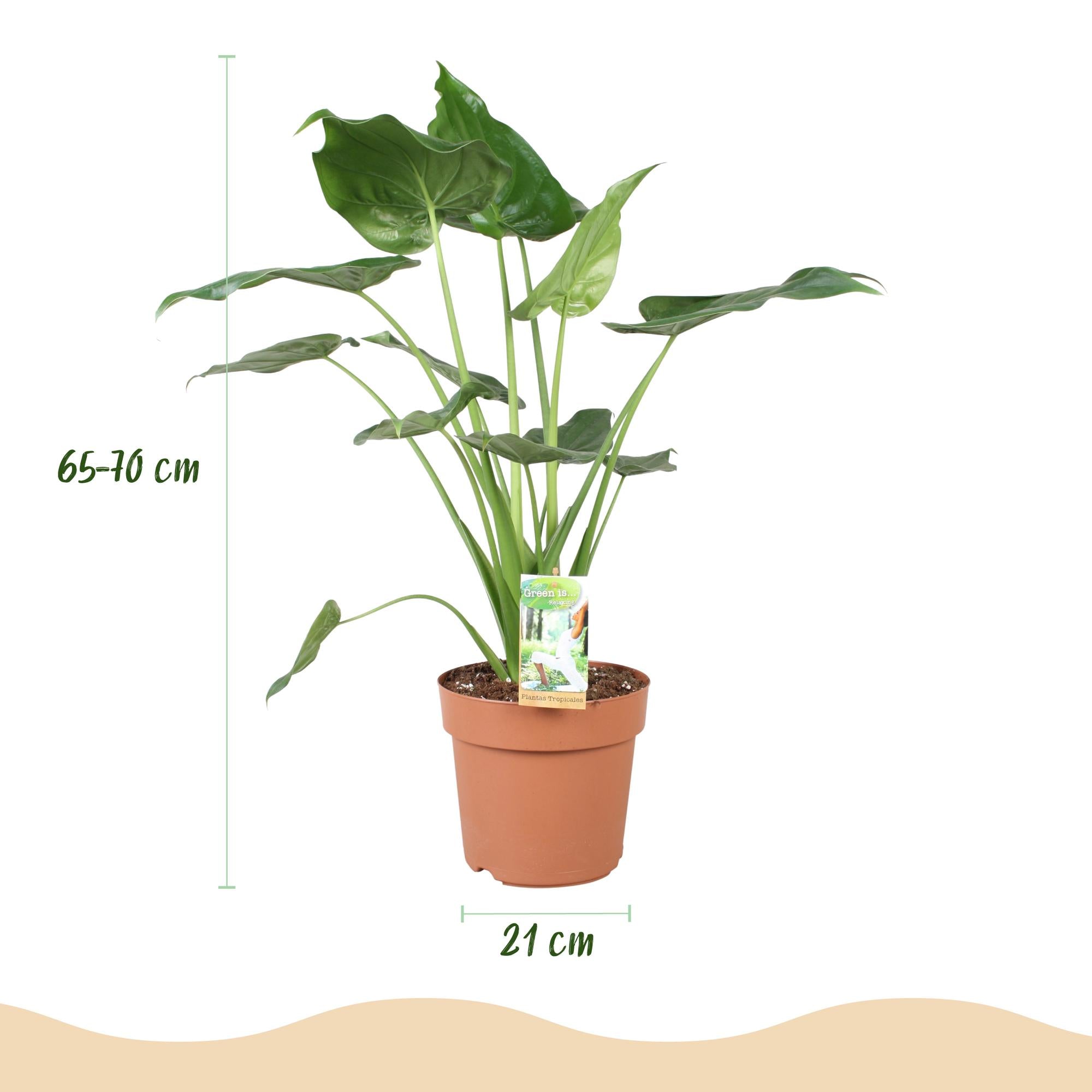 Alocasia Cucullata Buddha-Hand Pflanze im weißen und grauen Topf, Höhe 65-70cm, Everspring, Zimmerpflanze mit großen Blättern