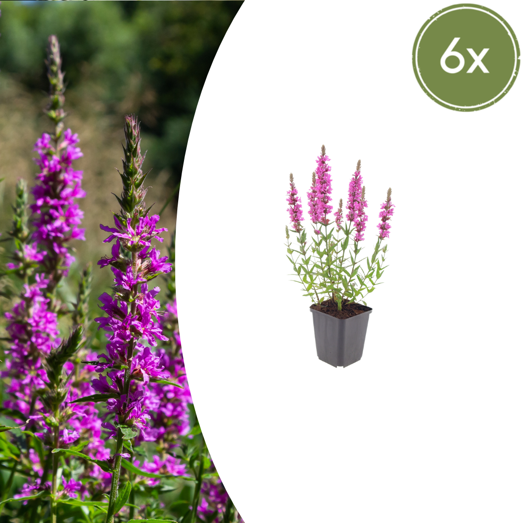 6er-Set Blutweiderich Stauden für Teichrand und Feuchtbeete, grüne Wasserpflanzen von Everspring, natürliche Gartendekoration