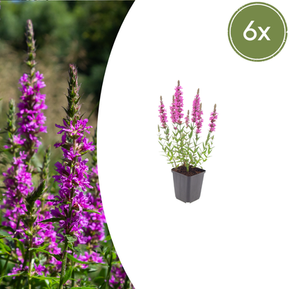 6er-Set Blutweiderich Stauden für Teichrand und Feuchtbeete, grüne Wasserpflanzen von Everspring, natürliche Gartendekoration