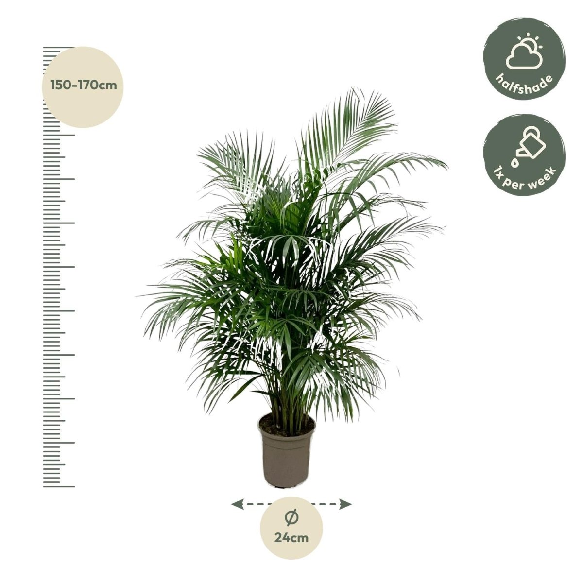 Areca Palme (Dypsis lutescens) 150 cm oder 230 cm - Wurzelwerk Design