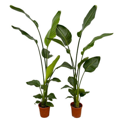 Zwei große Strelitzia Nicolai Pflanzen, ca. 130 cm hoch, mit breiten grünen Blättern, im Top mit Ø17 cm.