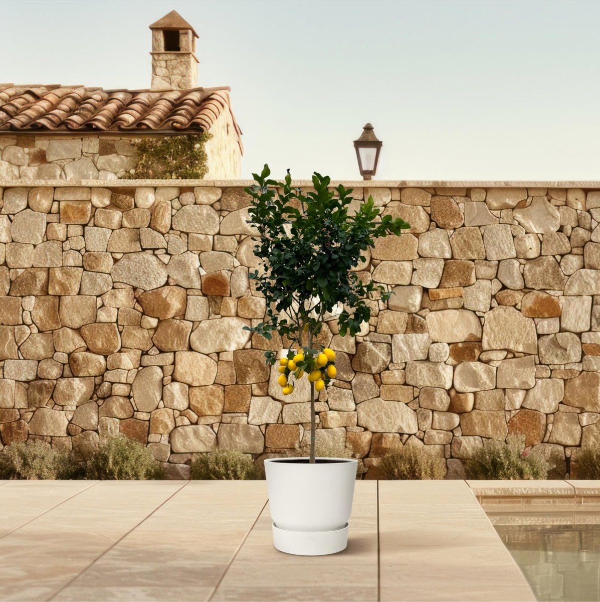 Citrus Lemon – Zitronenbaum für Kübel &amp; Garten – Mediterranes Flair für Terrasse &amp; Balkon - Wurzelwerk Design