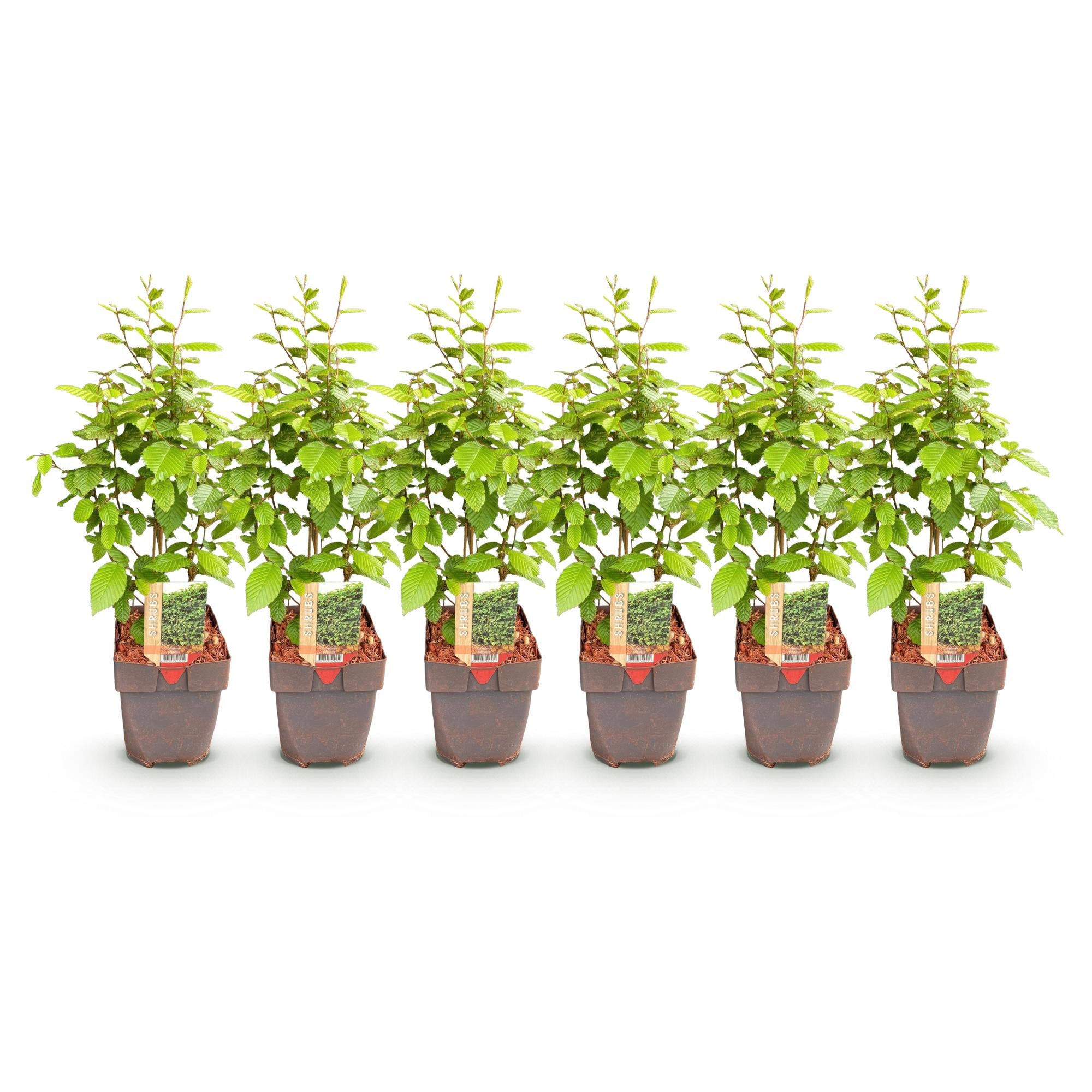 Grüne Heckenpflanzen Carpinus betulus, 6 Stück, in Töpfen, laubabwerfend, ca. 55 cm hoch, ideal für Hecken.