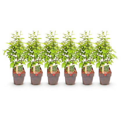 Grüne Heckenpflanzen Carpinus betulus, 6 Stück, in Töpfen, laubabwerfend, ca. 55 cm hoch, ideal für Hecken.