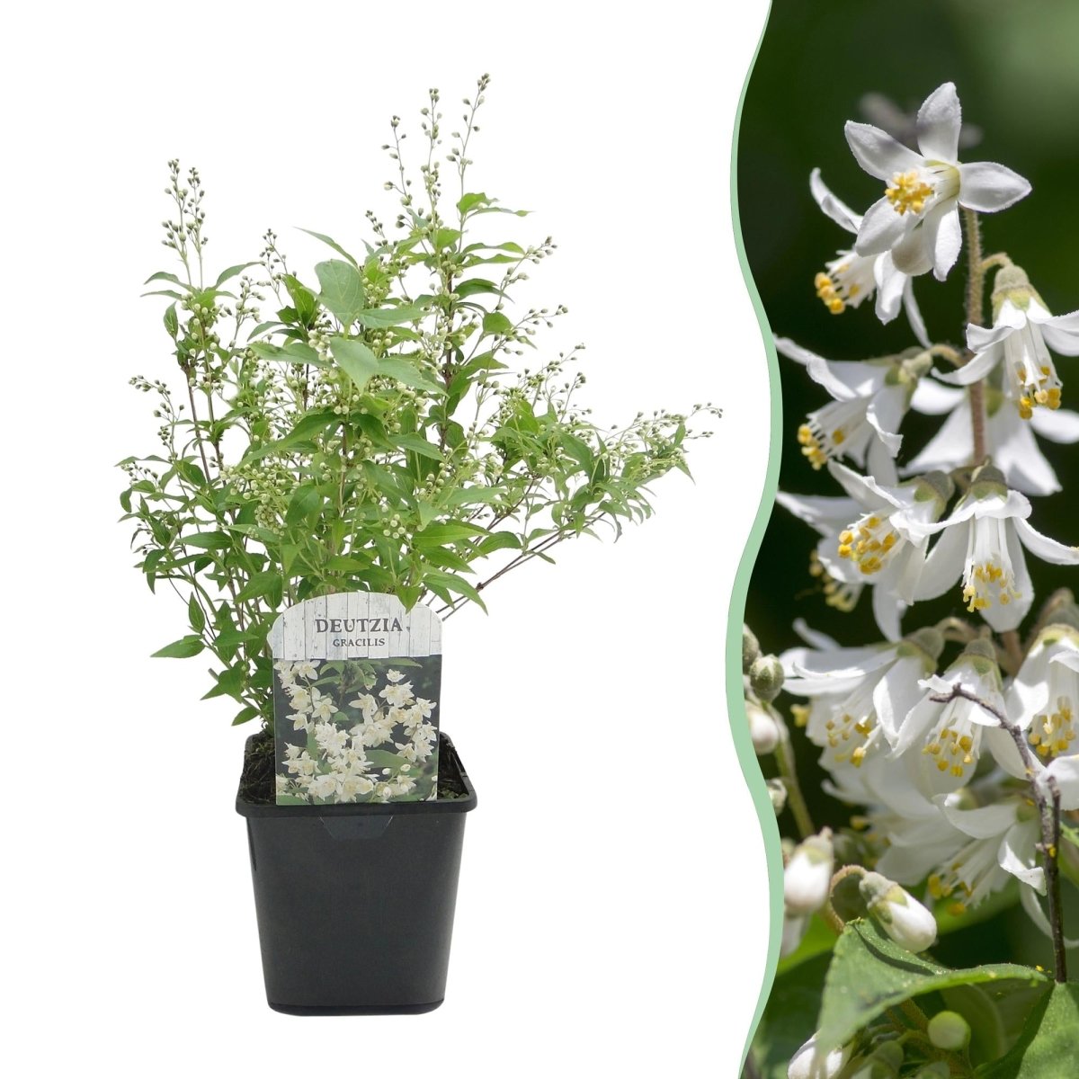 Deutzia Gracilis - Blüte Weiß - 1 Pflanze - Laubabwerfend - Wenig Pflege - Topf 17cm Höhe 45cm - Wurzelwerk Design