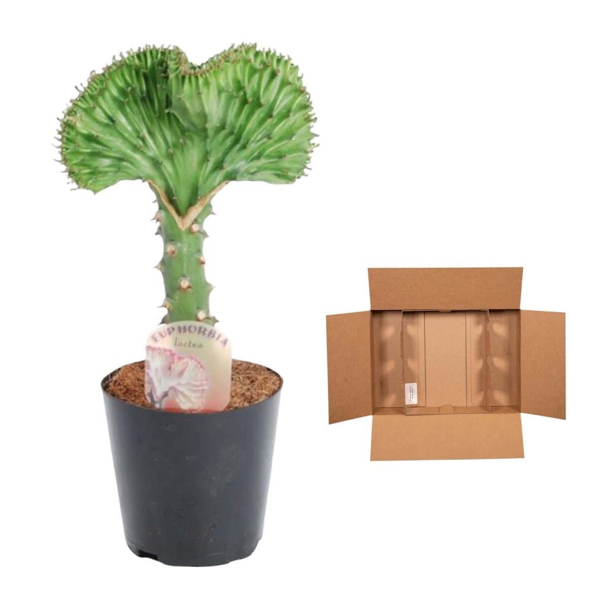 Euphorbia lactea Cristata grün - 35 cm - Ø 12 cm - Wurzelwerk Design