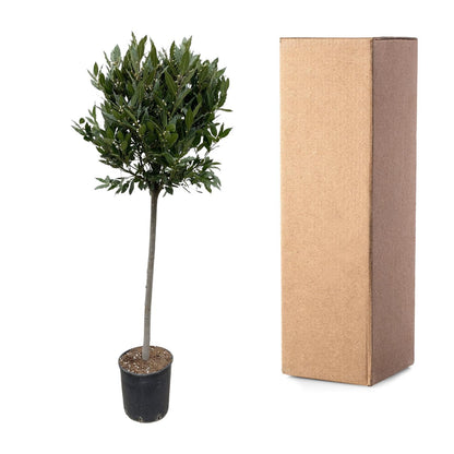 Echter Lorbeerbaum von Everspring, 210 cm hoch mit einem Durchmesser von 40 cm, grüne Blätter, als Zimmer- oder Gartenpflanze