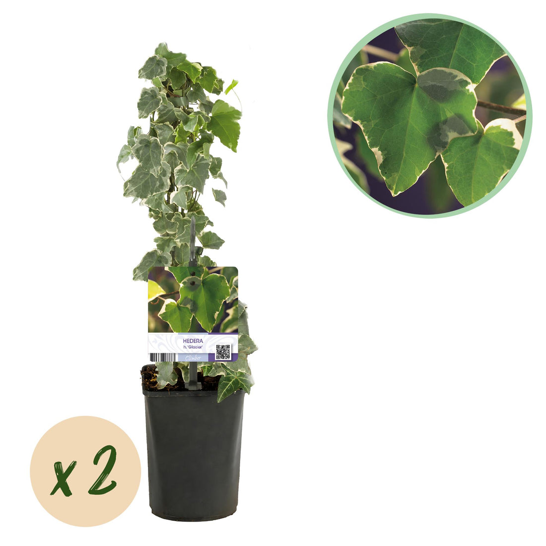 Hedera helix &